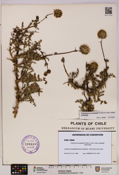 Polyachyrus poeppigii [Espécimen: UDEC:CONC:0100649]