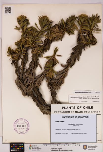 Haplopappus meyenii [Espécimen: UDEC:CONC:0100665]