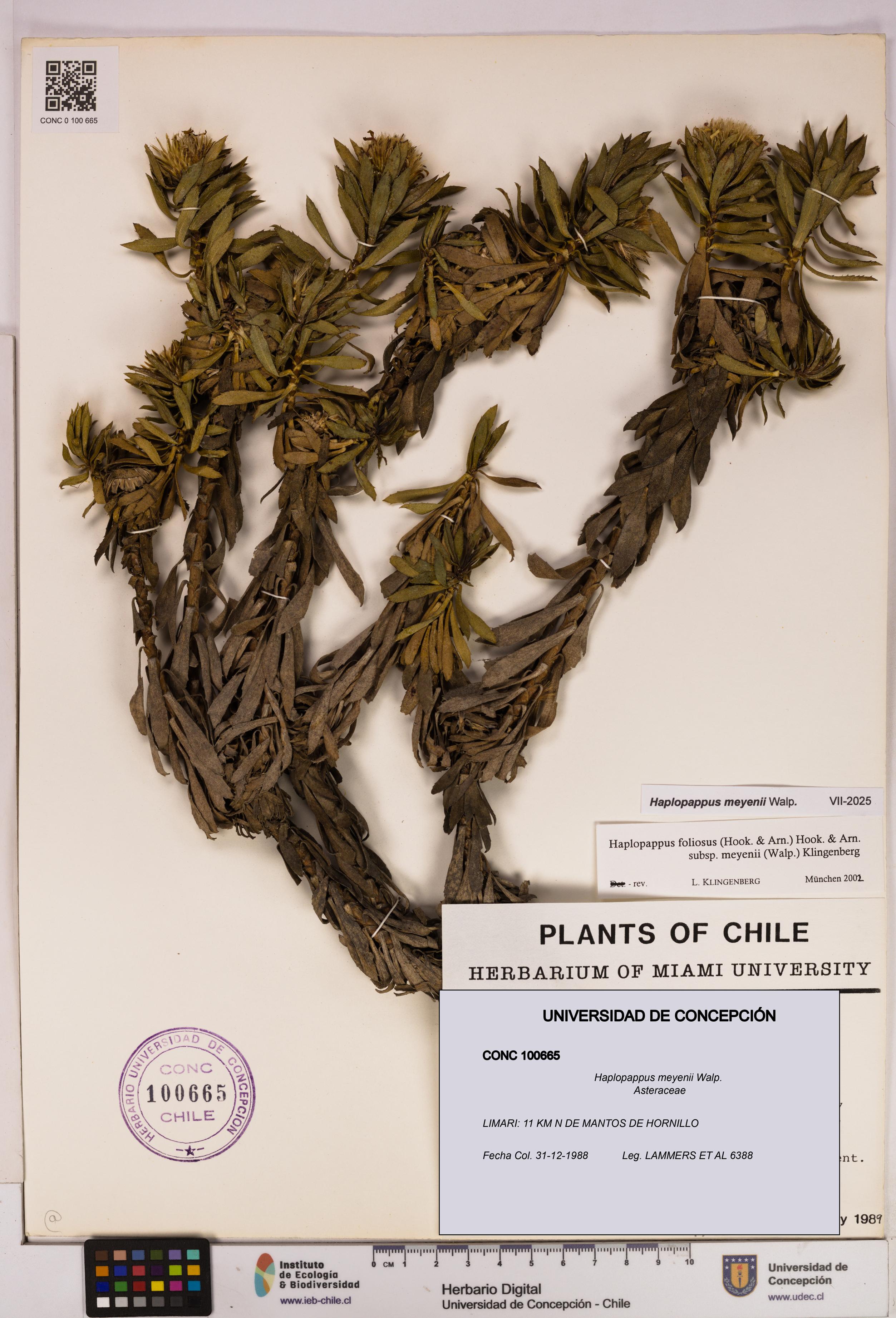 Haplopappus meyenii [Espécimen: UDEC:CONC:0100665]