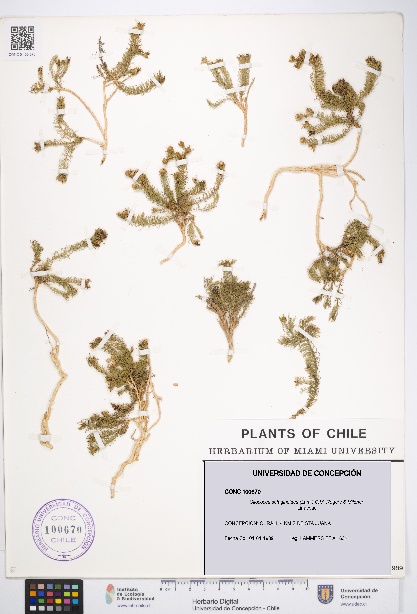 Cliococca selaginoides [Espécimen: UDEC:CONC:0100670]