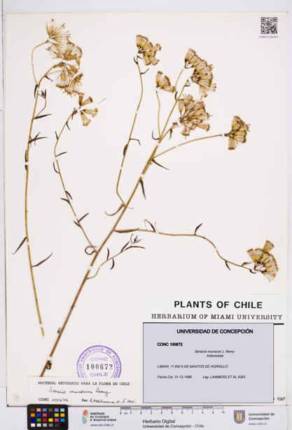 Senecio murorum [Espécimen: ]