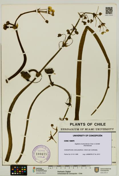 Sagittaria montevidensis [Espécimen: UDEC:CONC:0100675]