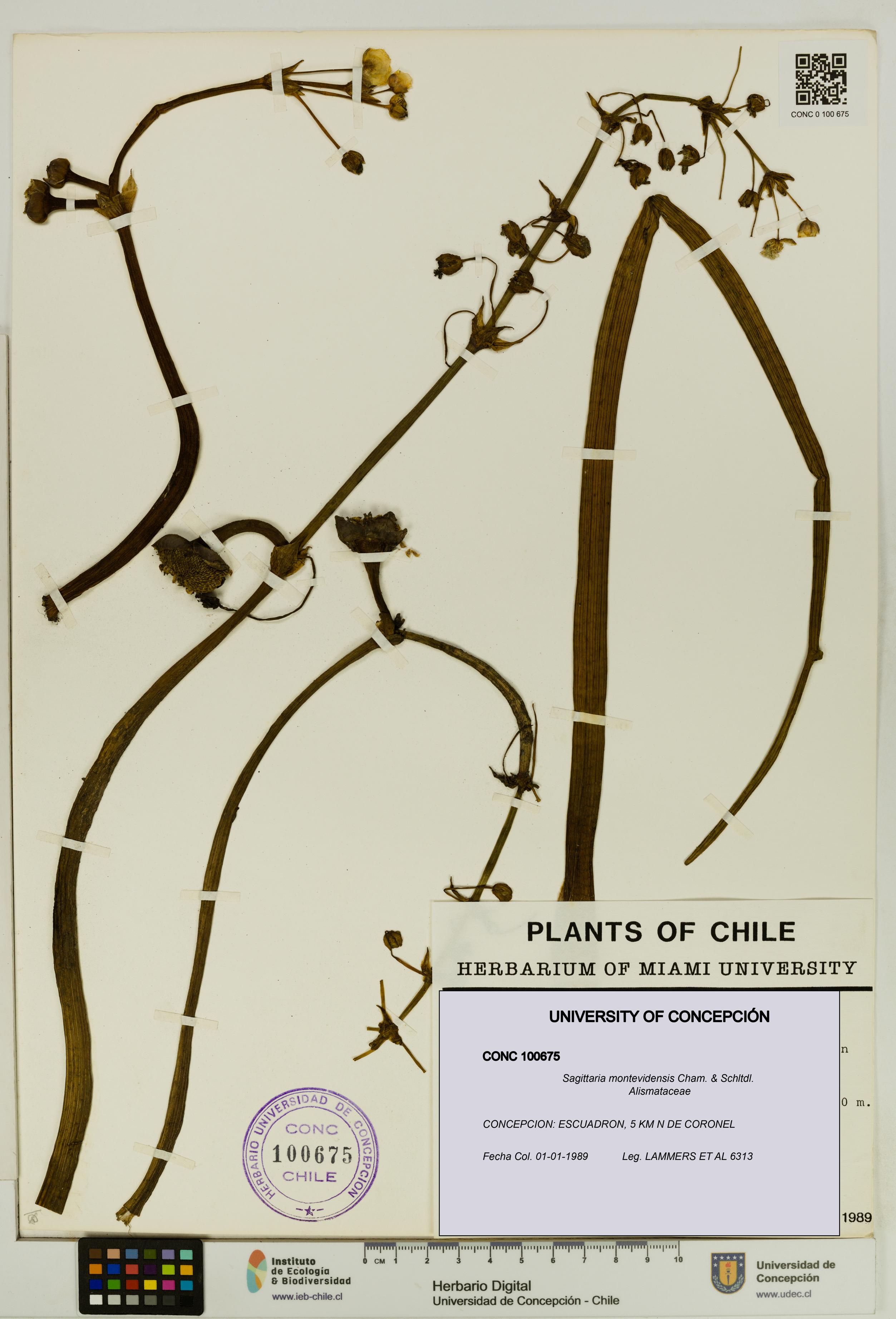 Sagittaria montevidensis [Espécimen: UDEC:CONC:0100675]