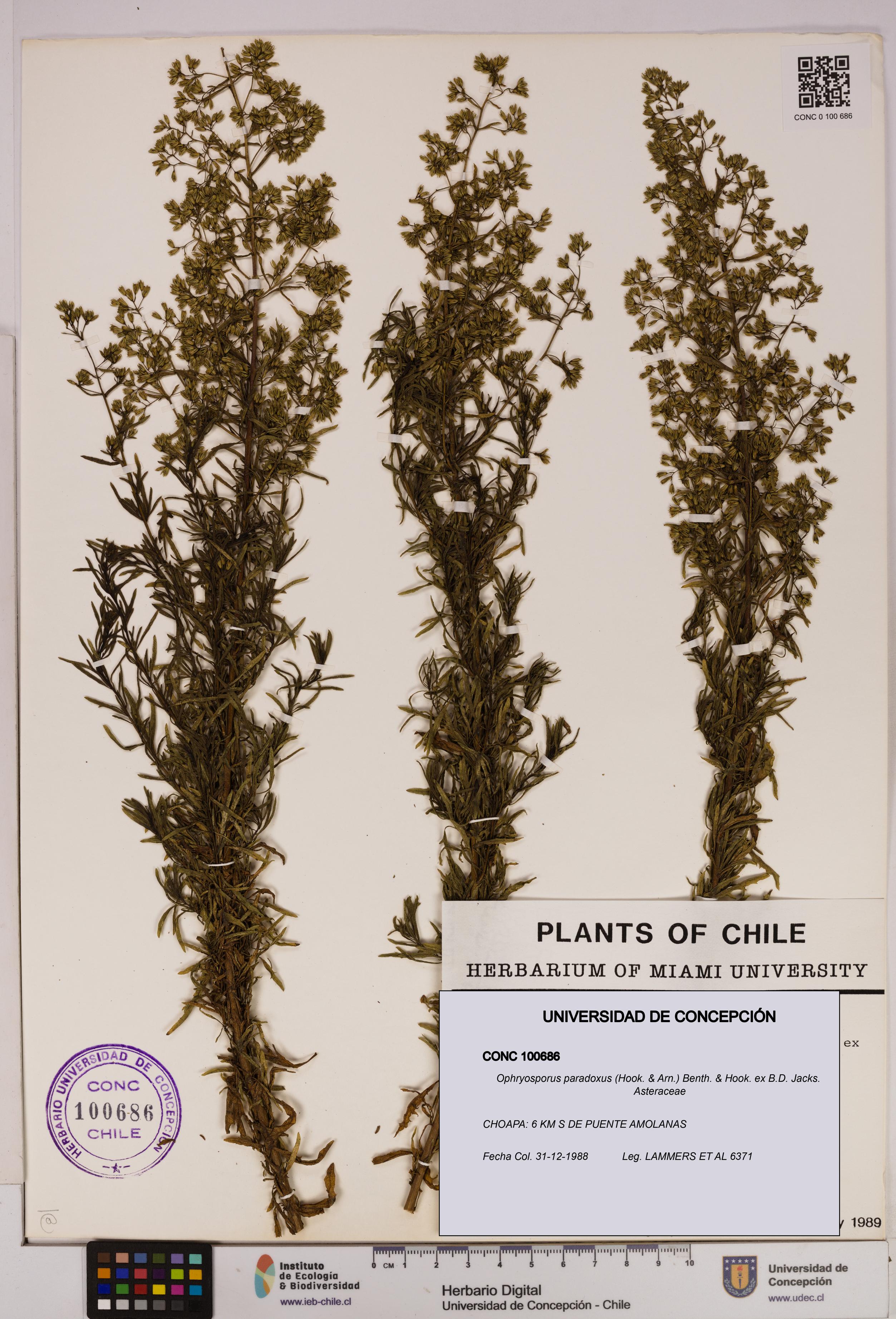 Ophryosporus paradoxus [Espécimen: UDEC:CONC:0100686]