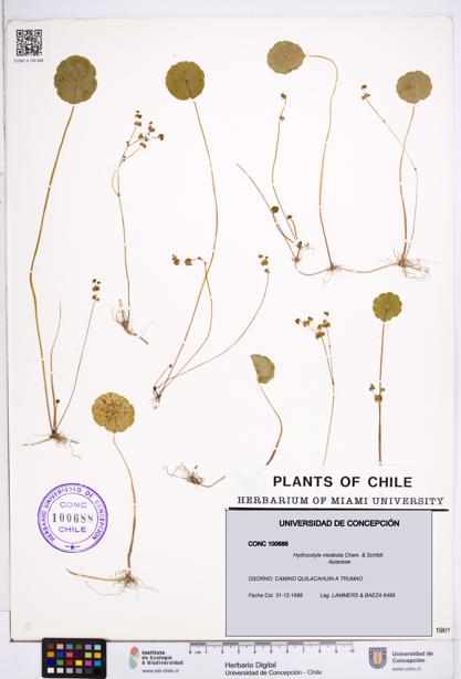 Hydrocotyle modesta [Espécimen: ]