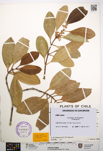 Gomortega keule [Espécimen: UDEC:CONC:0100691]