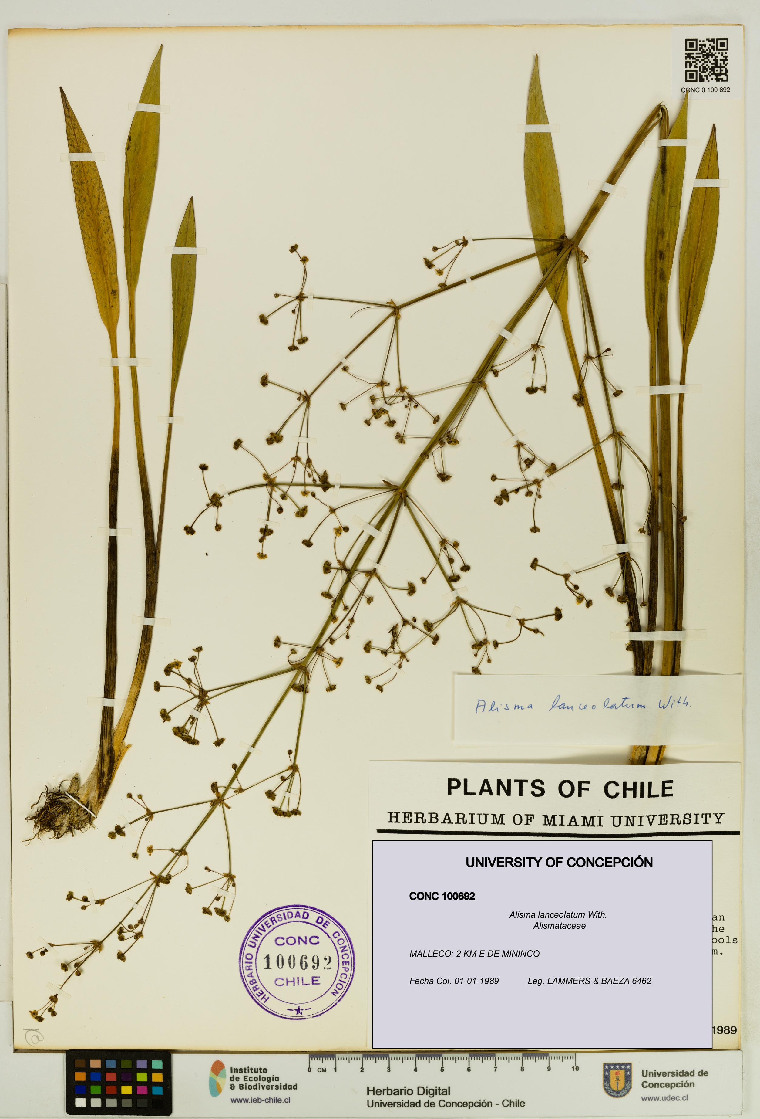 Alisma lanceolatum [Espécimen: UDEC:CONC:0100692]