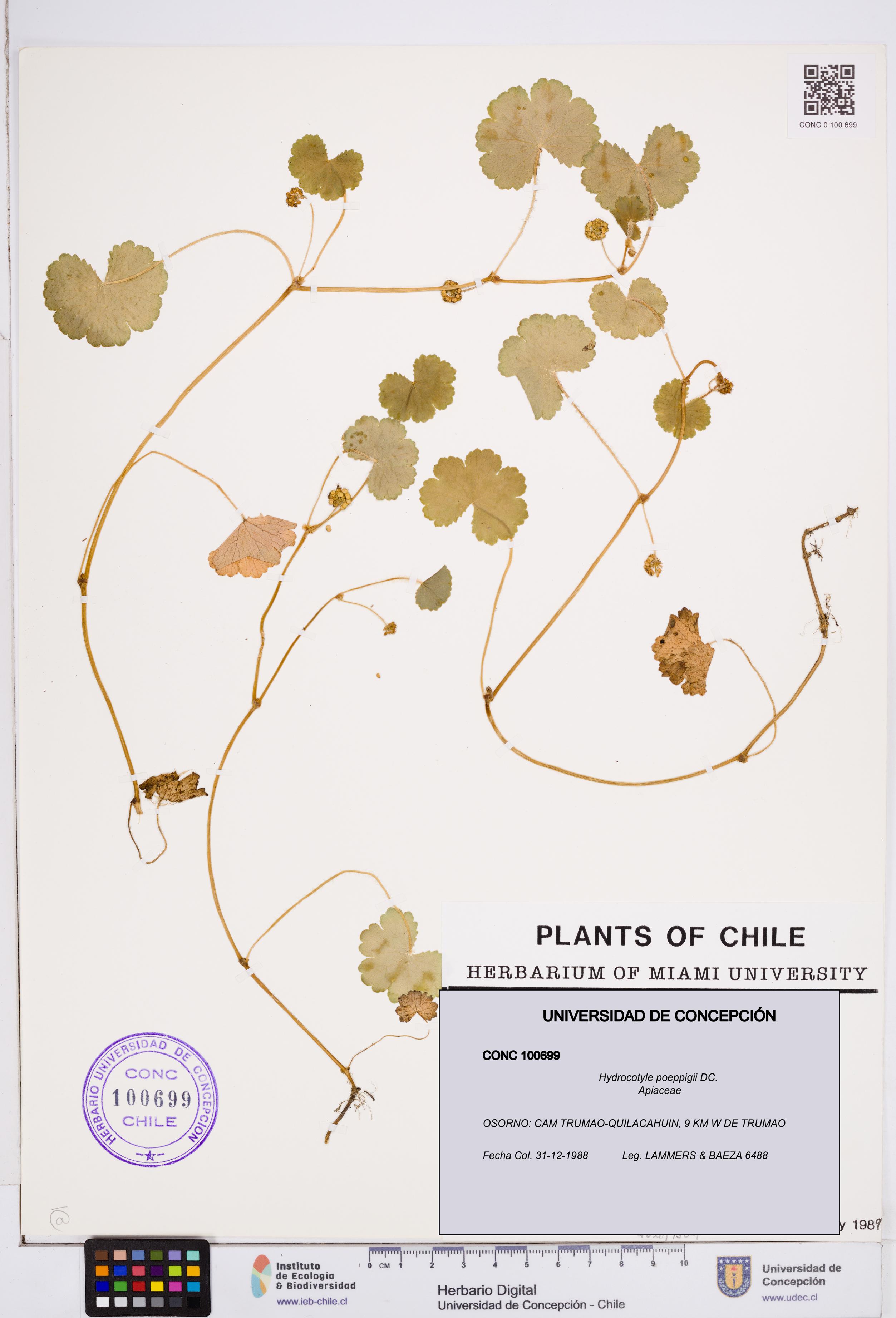 Hydrocotyle poeppigii [Espécimen: ]