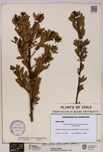 Escallonia illinita [Espécimen: UDEC:CONC:0100701]