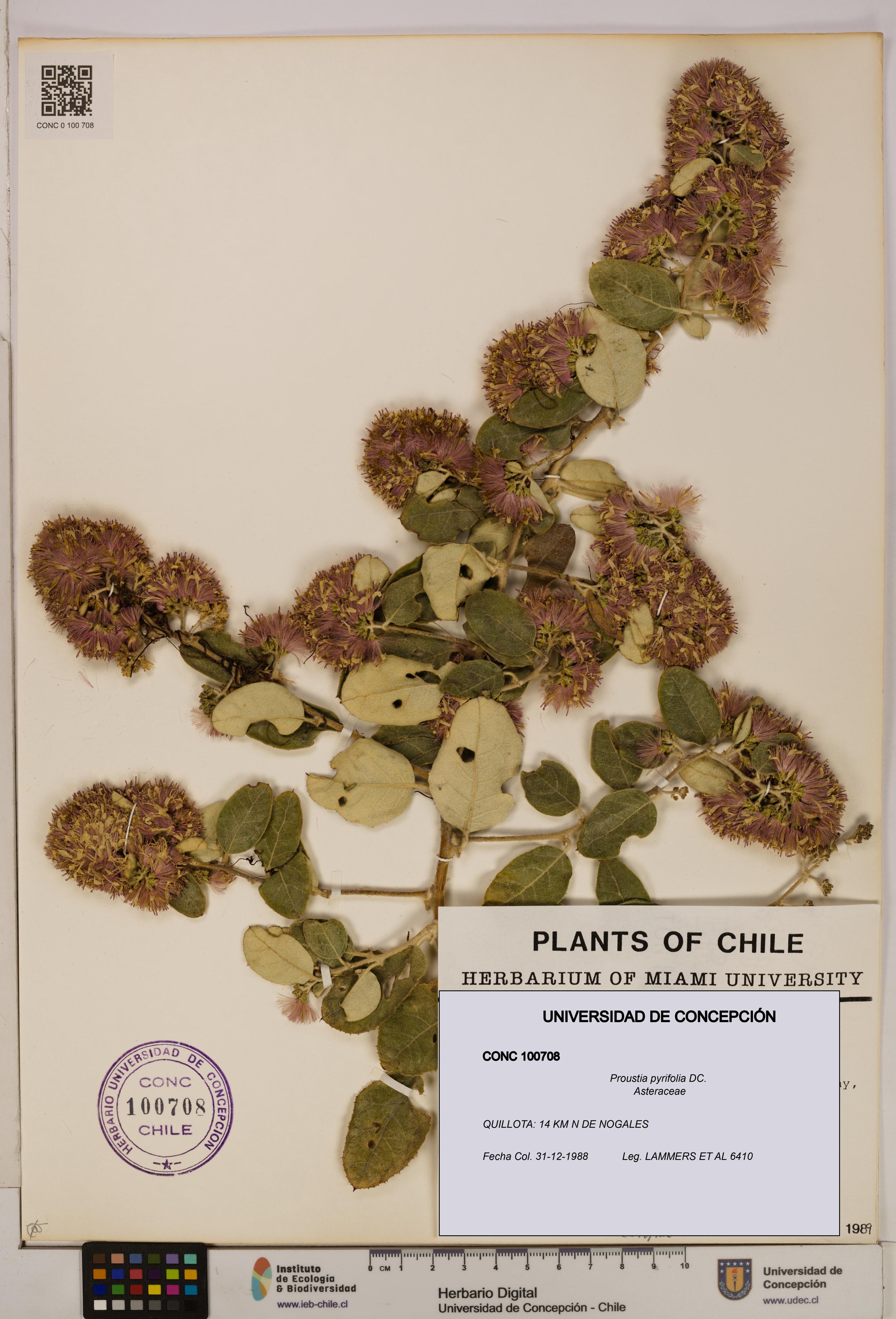 Proustia pyrifolia [Espécimen: UDEC:CONC:0100708]