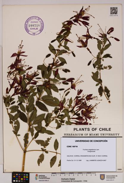 Fuchsia magellanica [Espécimen: UDEC:CONC:0100718]