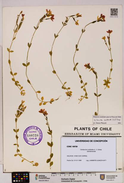 Centaurium scilloides [Espécimen: UDEC:CONC:0100720]