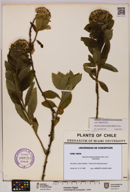 Baccharis sphaerocephala [Espécimen: UDEC:CONC:0100724]