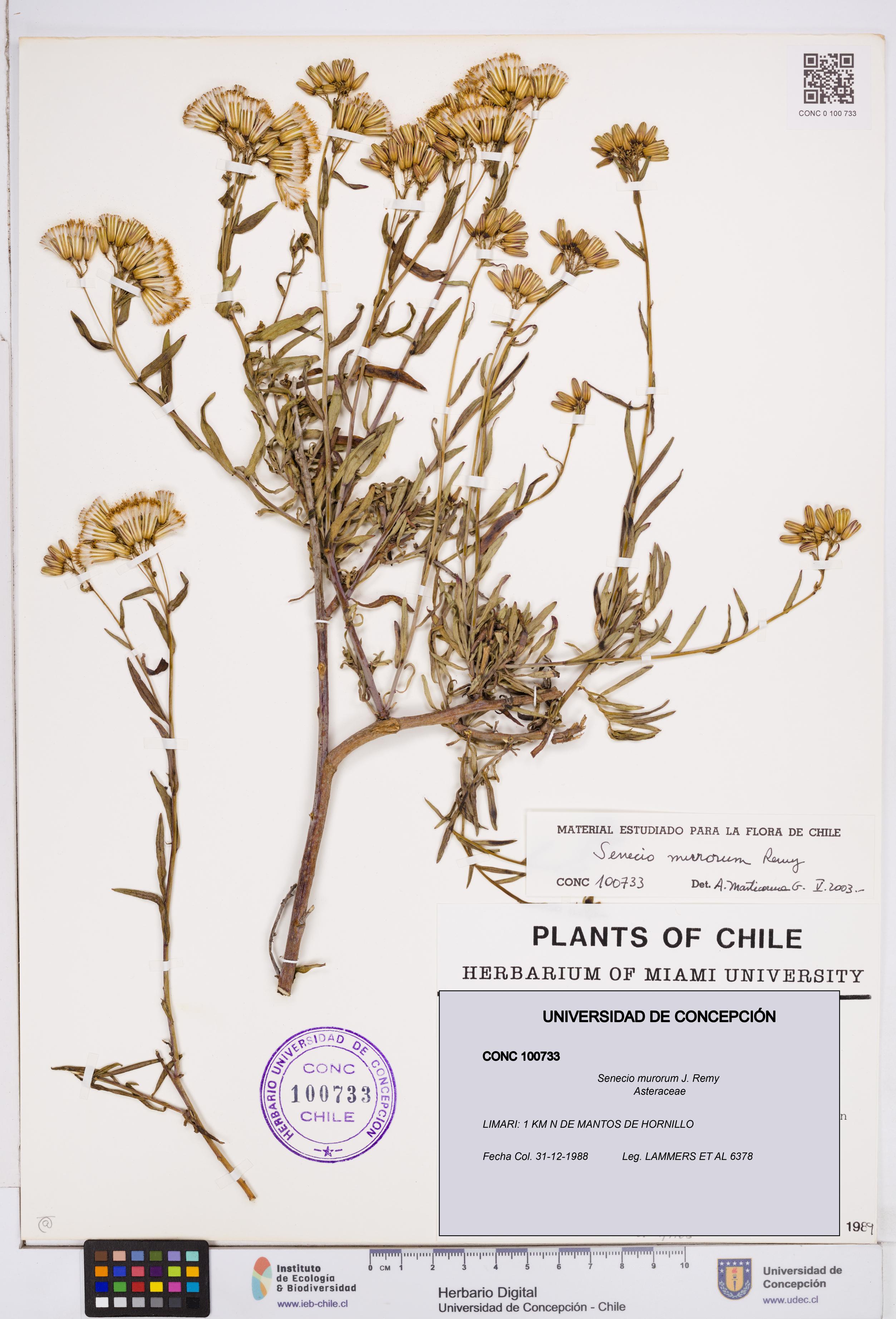 Senecio murorum [Espécimen: ]