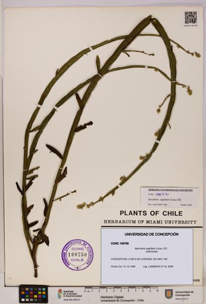 Baccharis sagittalis [Espécimen: UDEC:CONC:0100750]