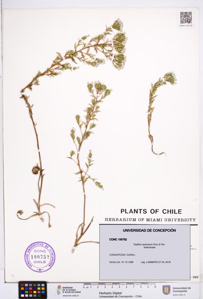 Triptilion spinosum [Espécimen: ]