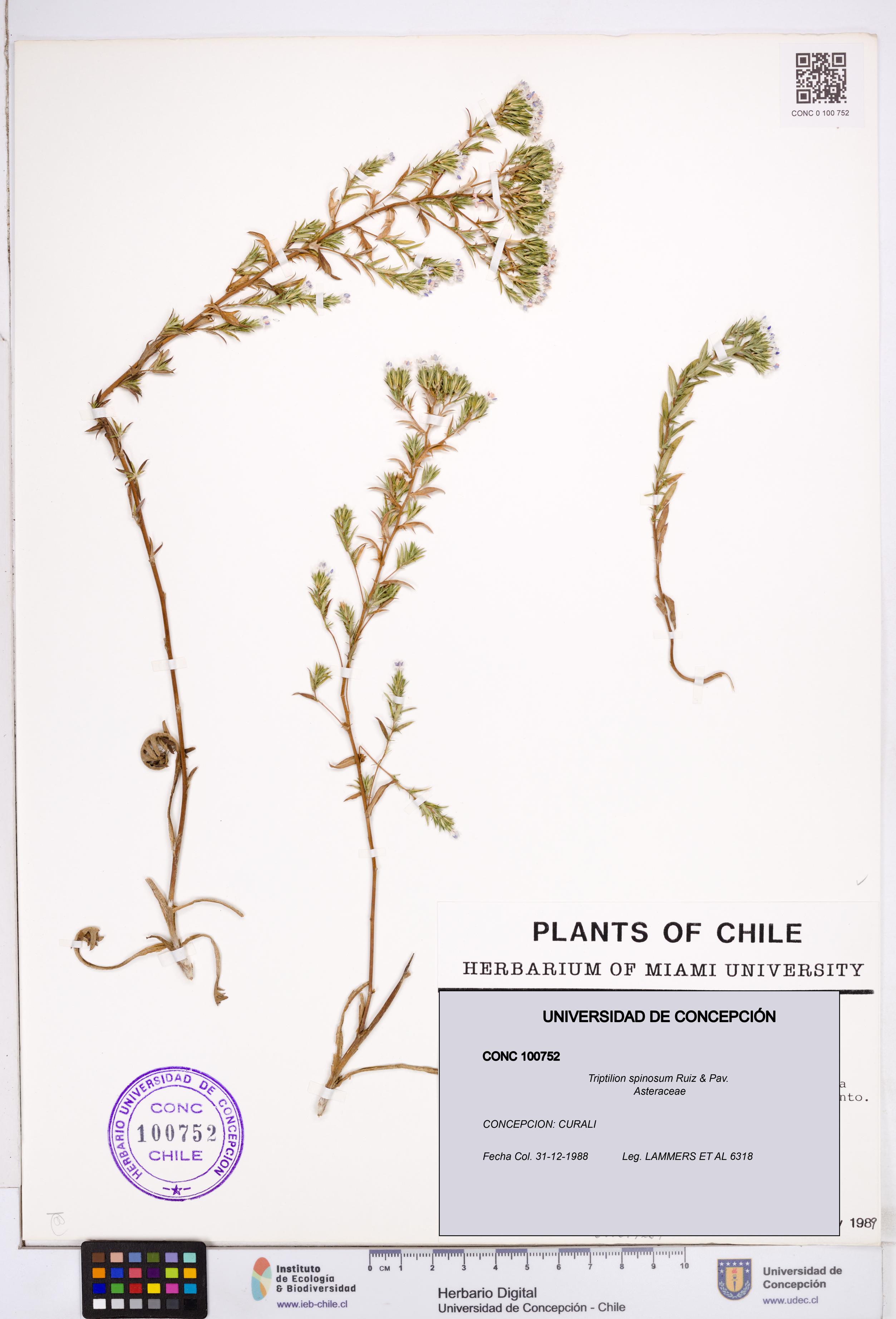 Triptilion spinosum [Espécimen: ]