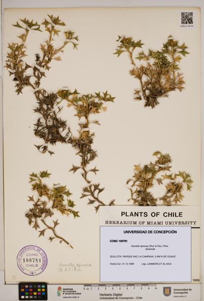 Azorella spinosa [Espécimen: ]