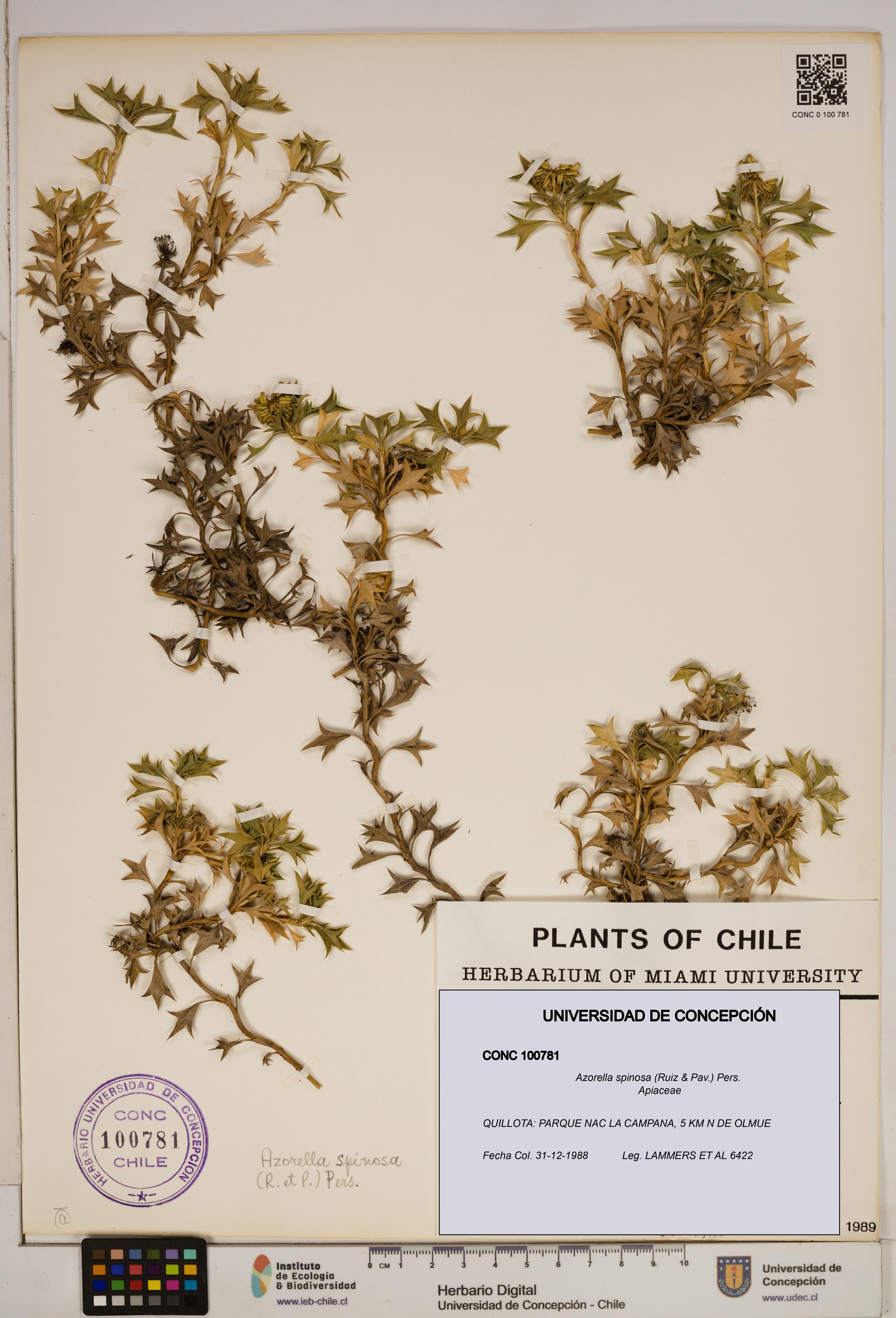 Azorella spinosa [Espécimen: ]