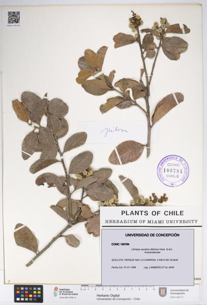 Lithraea caustica [Espécimen: UDEC:CONC:0100784]