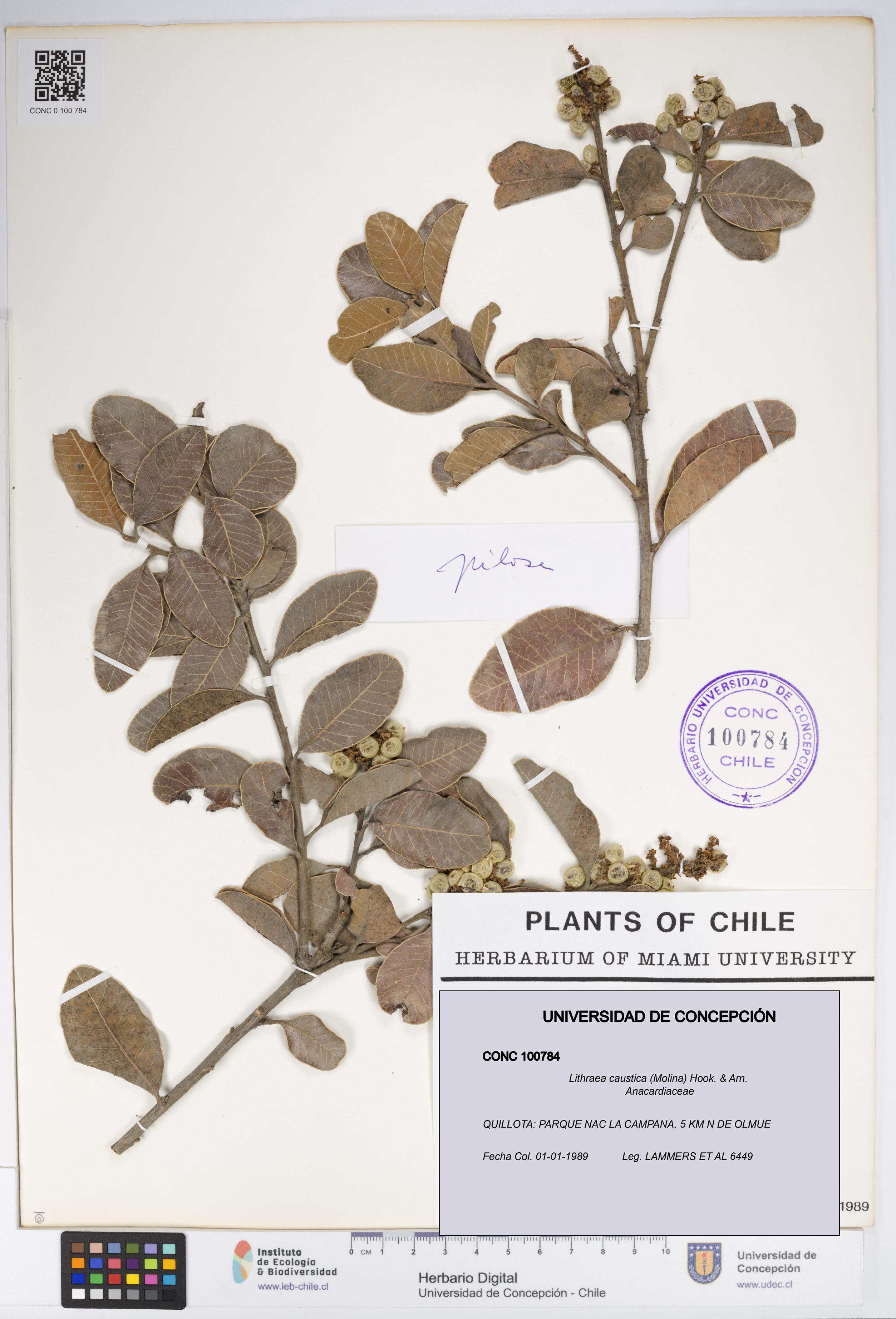 Lithraea caustica [Espécimen: UDEC:CONC:0100784]