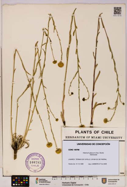 Helenium glaucum [Espécimen: UDEC:CONC:0100785]