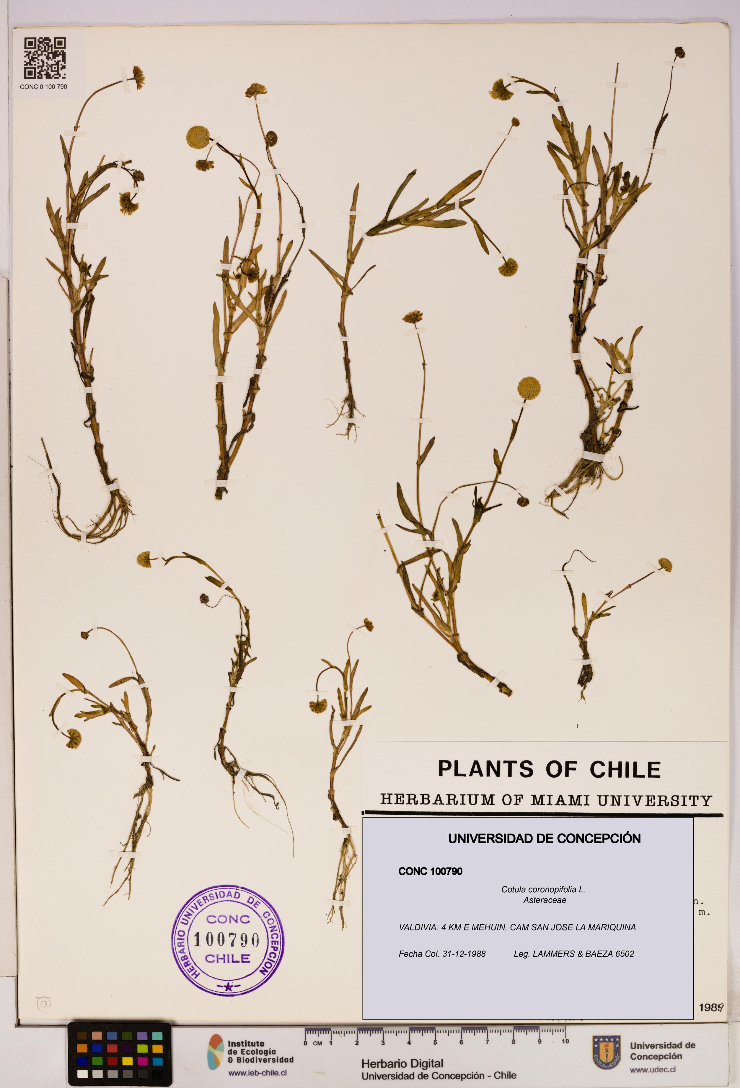 Cotula coronopifolia [Espécimen: UDEC:CONC:0100790]