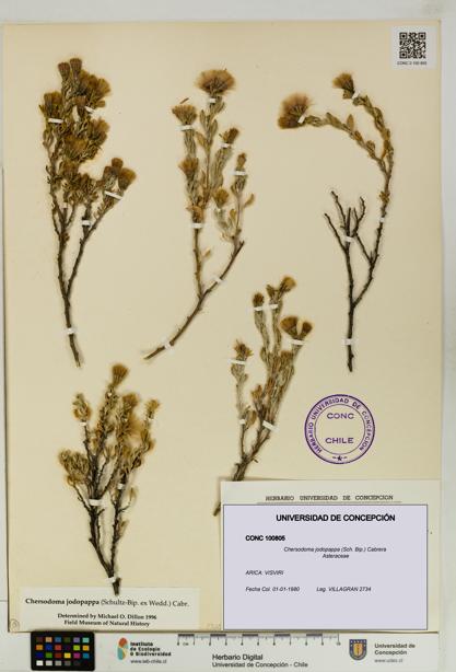 Chersodoma jodopappa [Espécimen: UDEC:CONC:0100805]