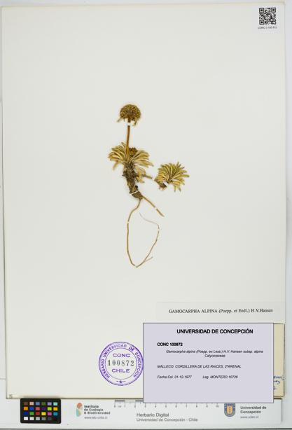Gamocarpha alpina subsp. alpina [Espécimen: UDEC:CONC:0100872]