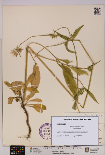 Knautia integrifolia [Espécimen: UDEC:CONC:0100905]