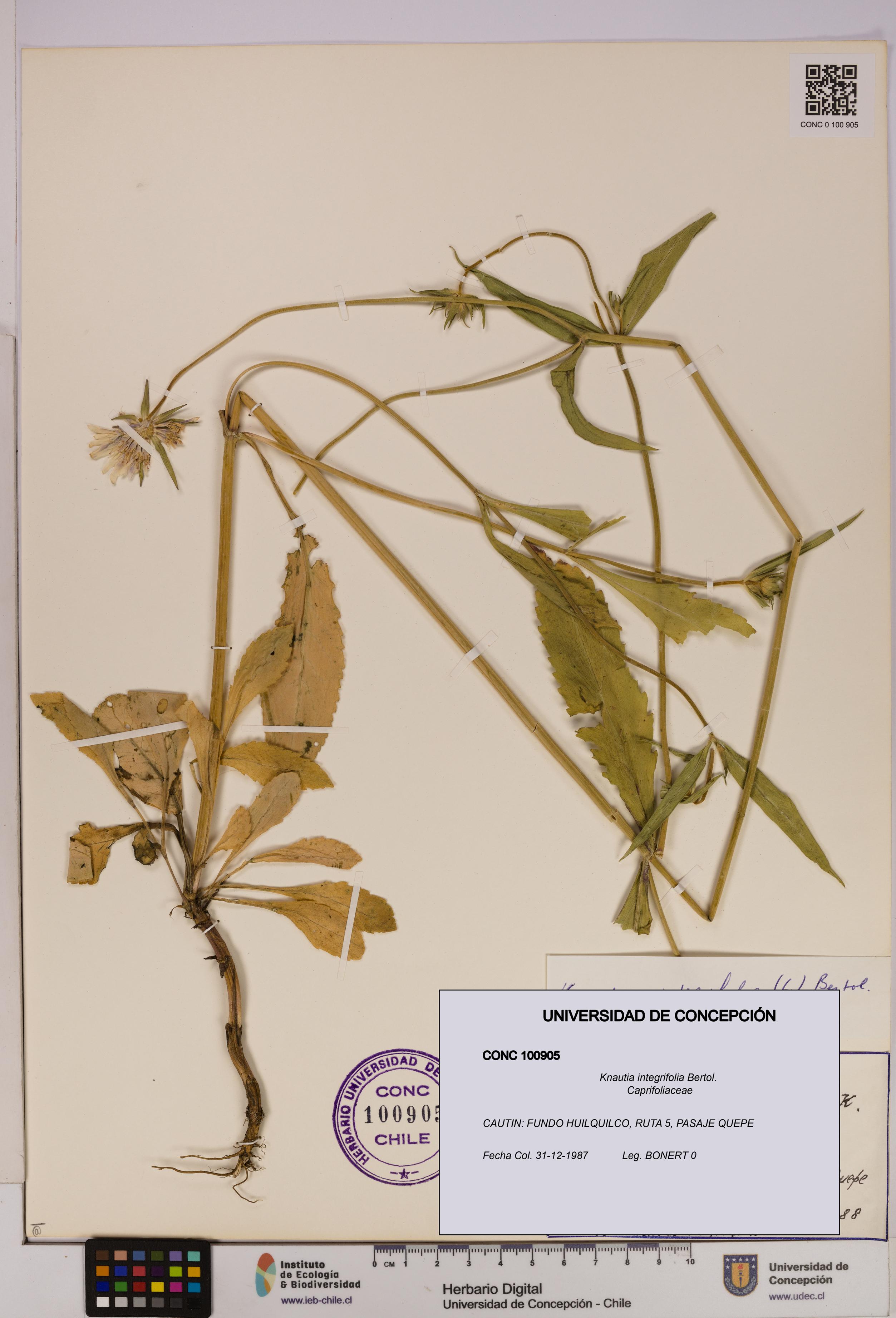 Knautia integrifolia [Espécimen: UDEC:CONC:0100905]