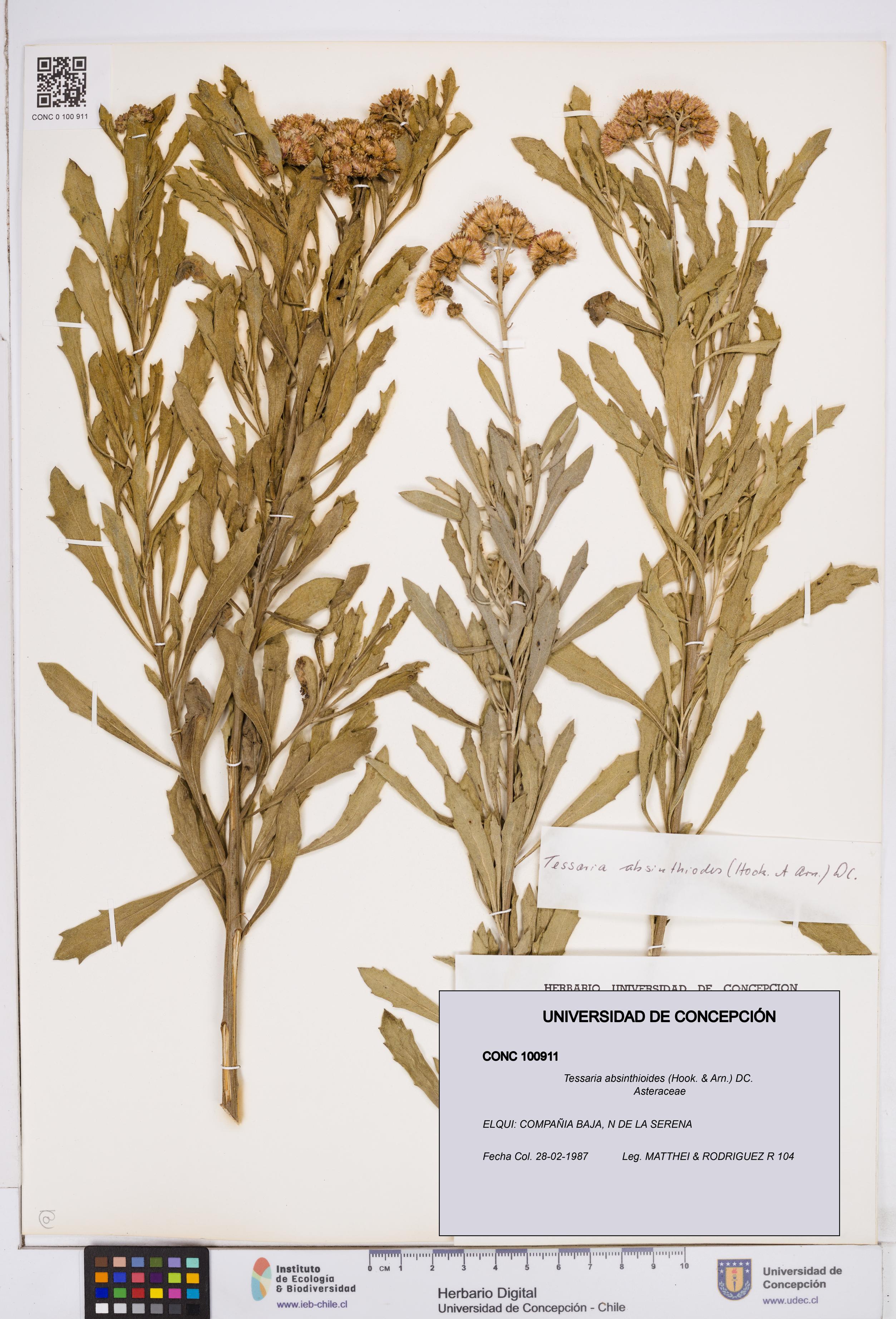 Tessaria absinthioides [Espécimen: ]