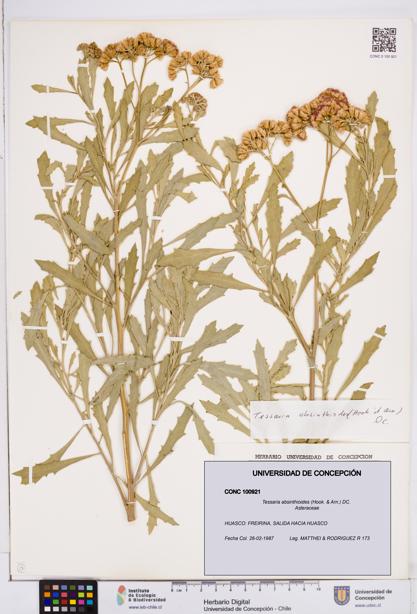 Tessaria absinthioides [Espécimen: ]