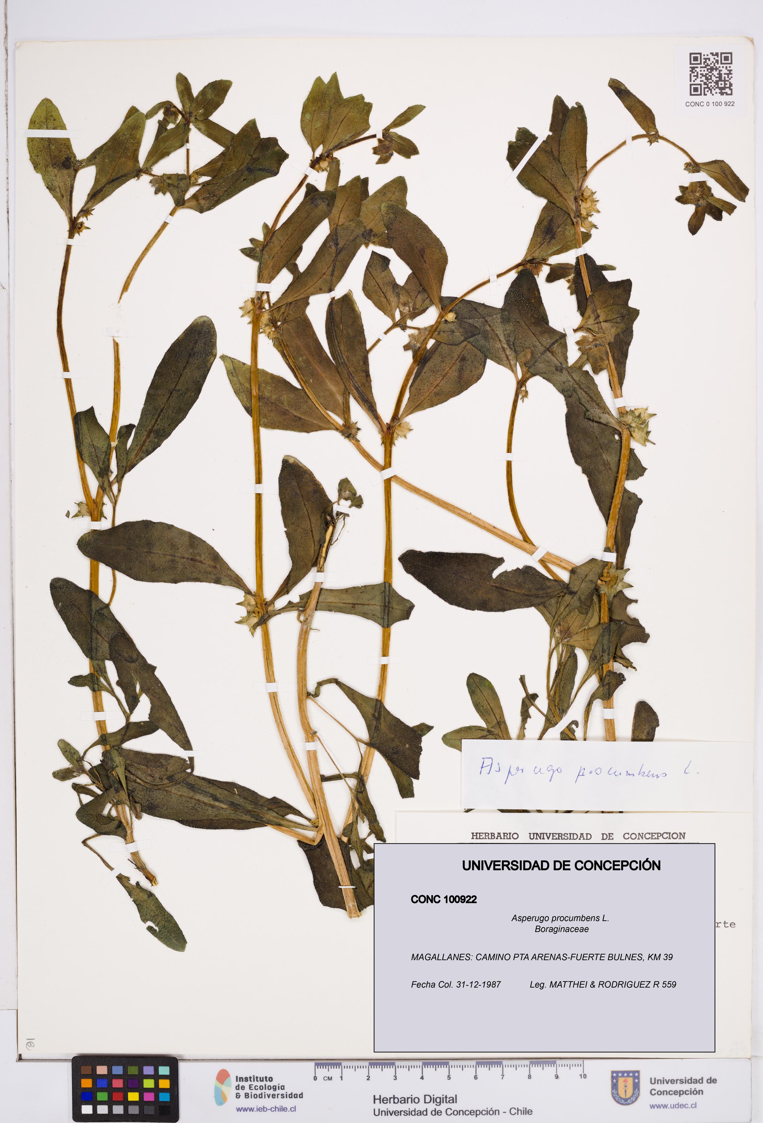 Asperugo procumbens [Espécimen: ]