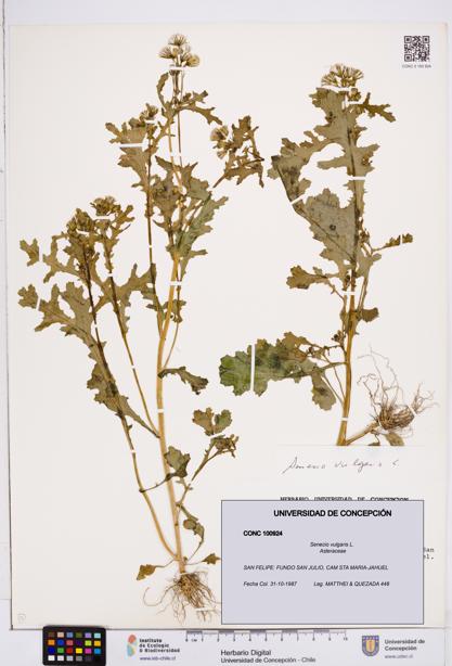 Senecio vulgaris [Espécimen: ]
