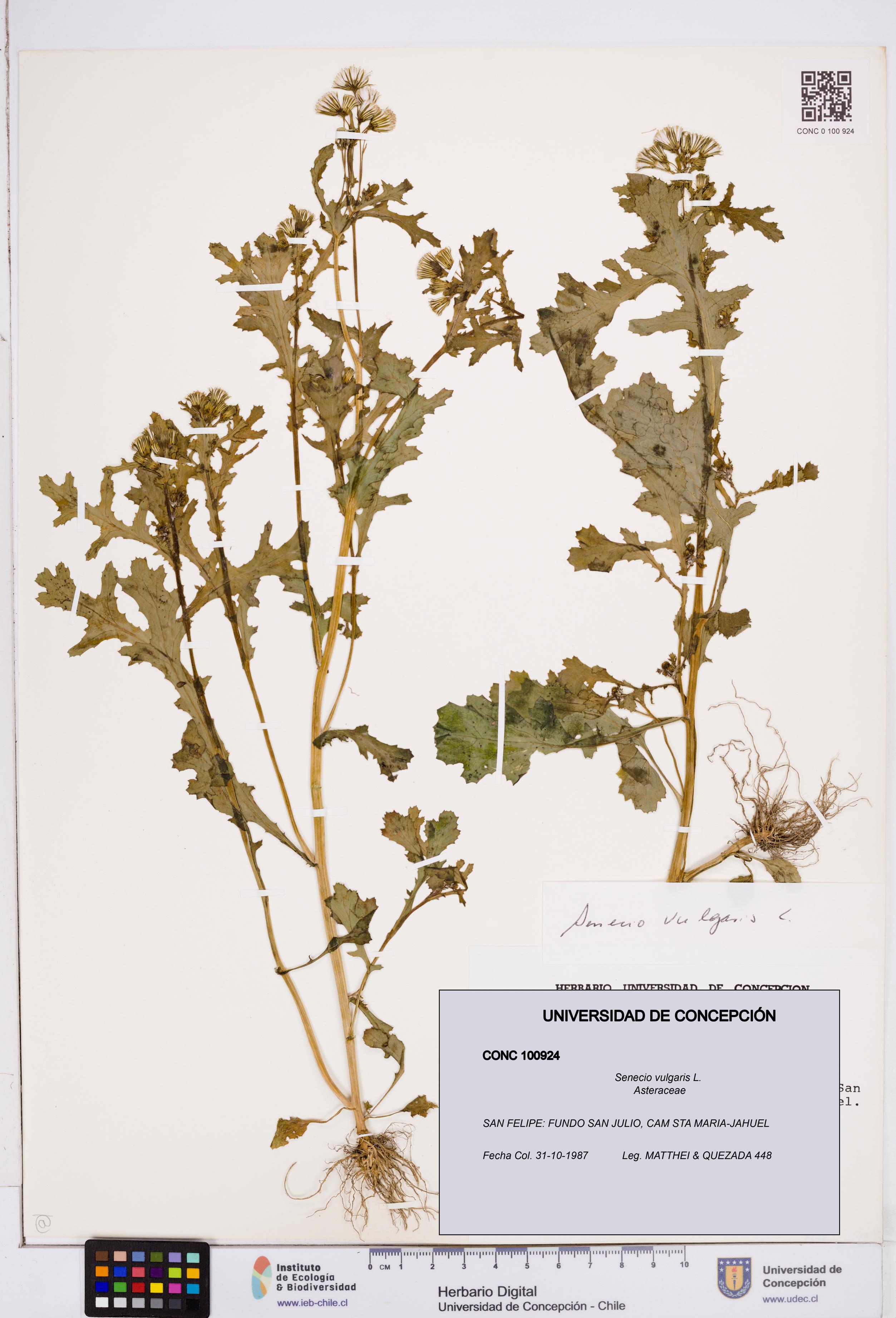 Senecio vulgaris [Espécimen: ]