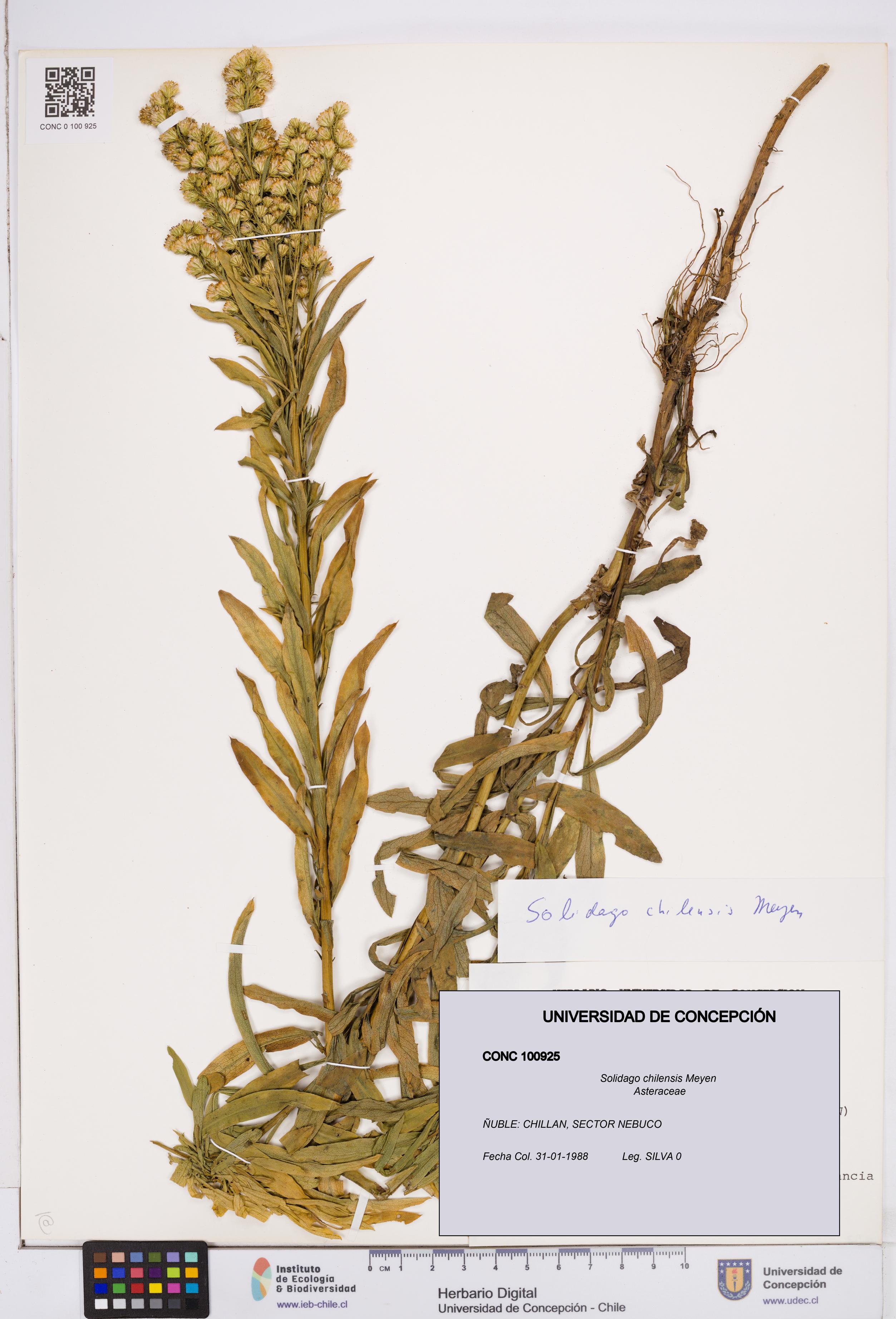 Solidago chilensis [Espécimen: ]