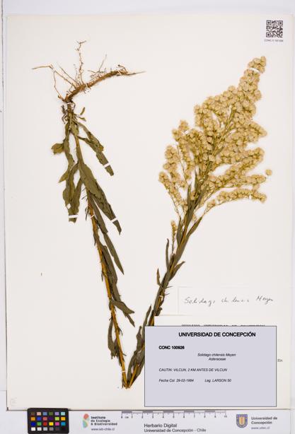 Solidago chilensis [Espécimen: ]