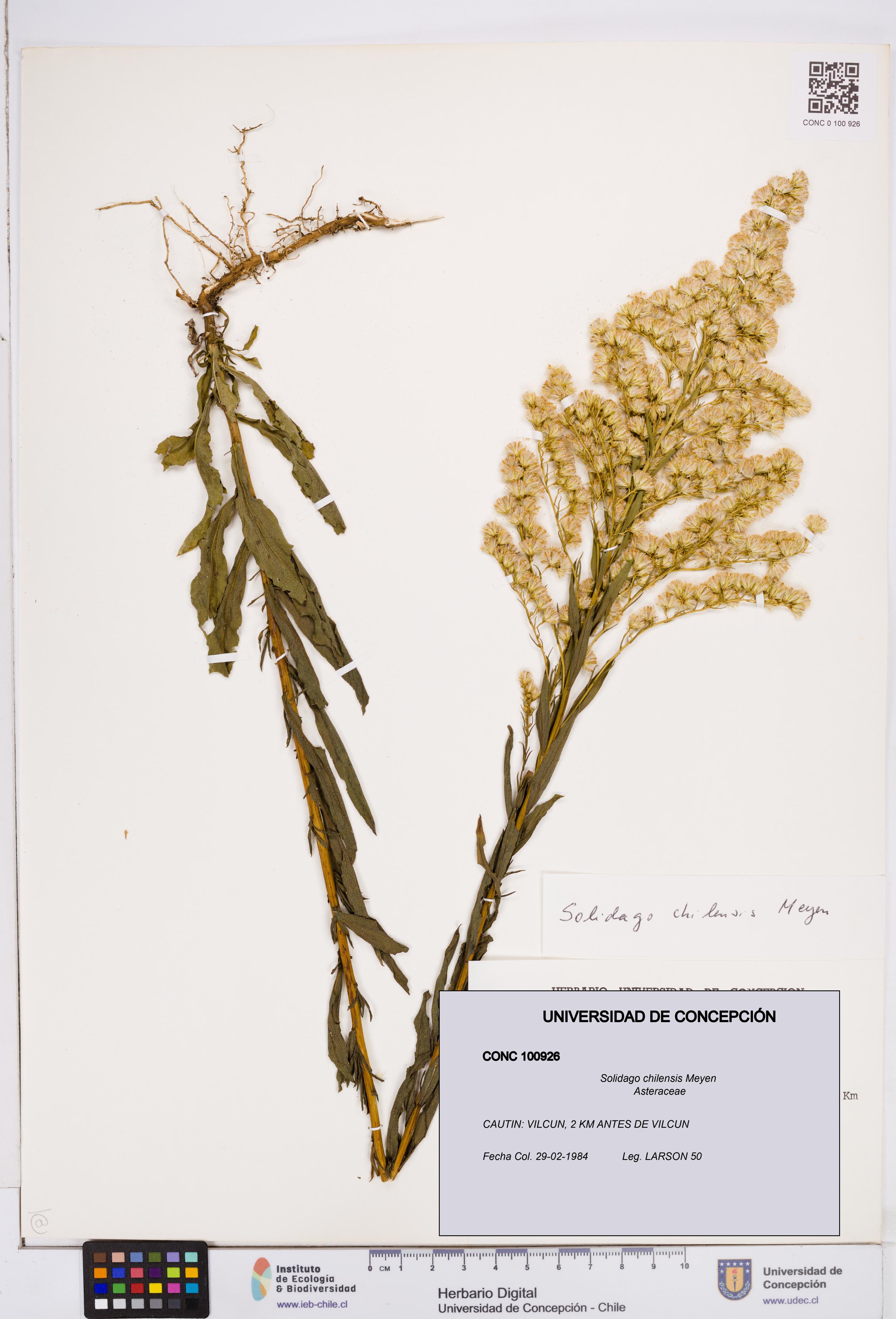 Solidago chilensis [Espécimen: ]