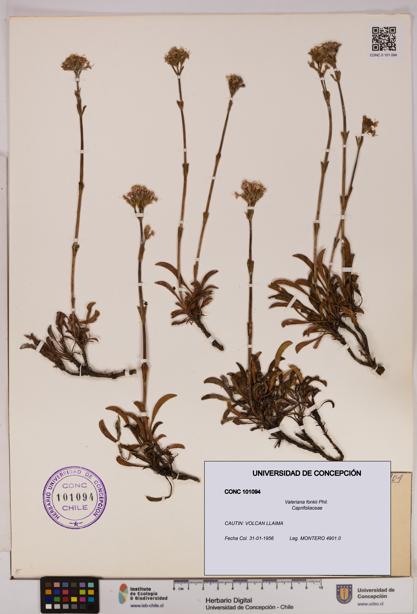 Valeriana fonkii [Espécimen: UDEC:CONC:0101094]