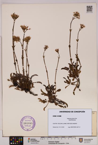 Valeriana fonkii [Espécimen: UDEC:CONC:0101095]