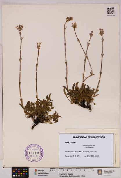 Valeriana fonkii [Espécimen: UDEC:CONC:0101096]