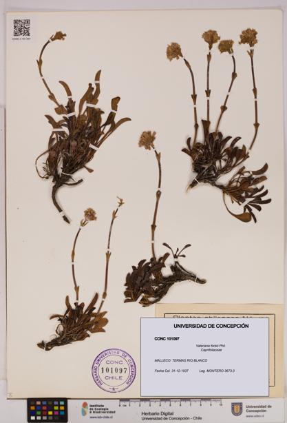 Valeriana fonkii [Espécimen: UDEC:CONC:0101097]