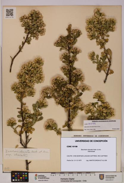 Baccharis obovata [Espécimen: UDEC:CONC:0101159]