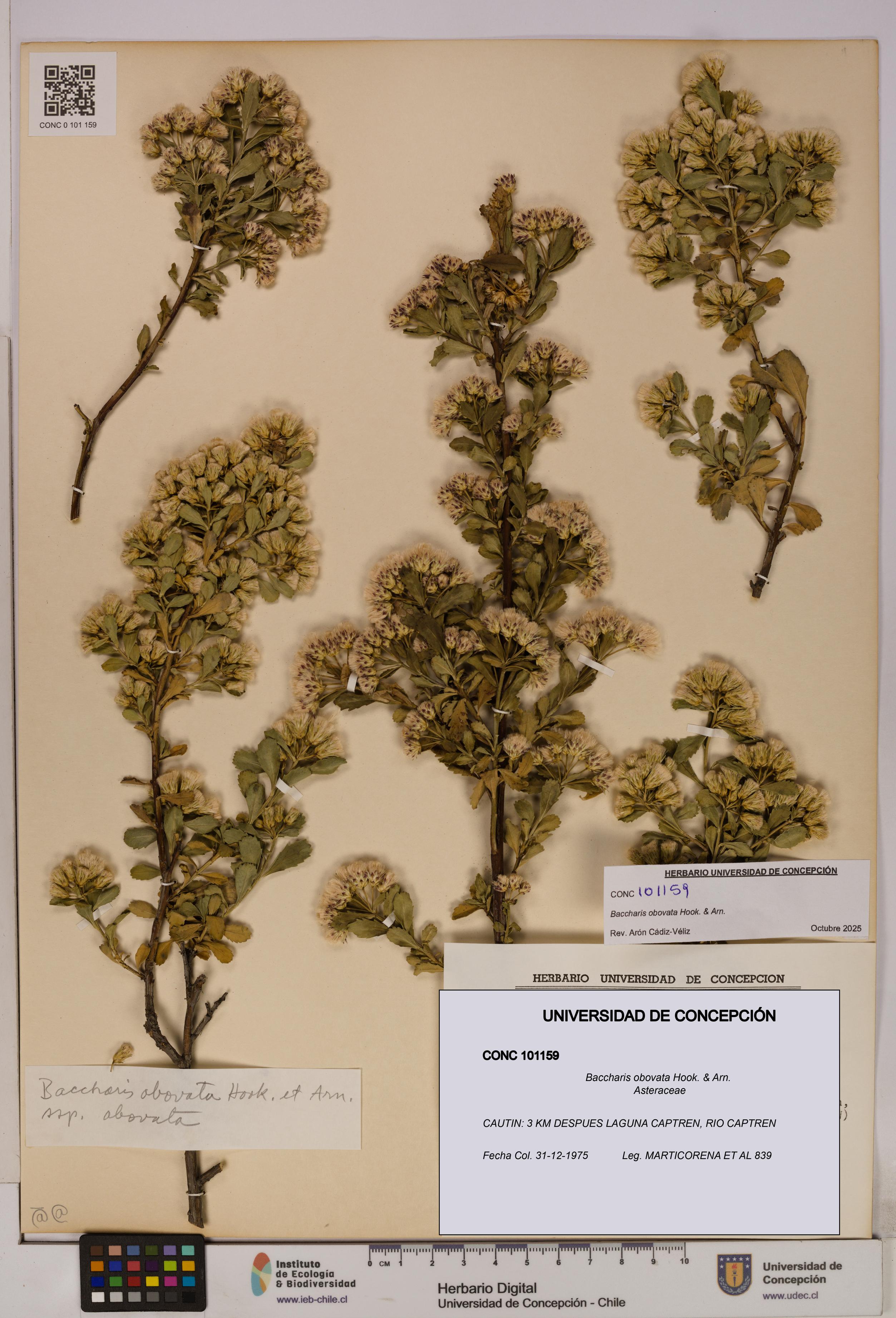 Baccharis obovata [Espécimen: UDEC:CONC:0101159]
