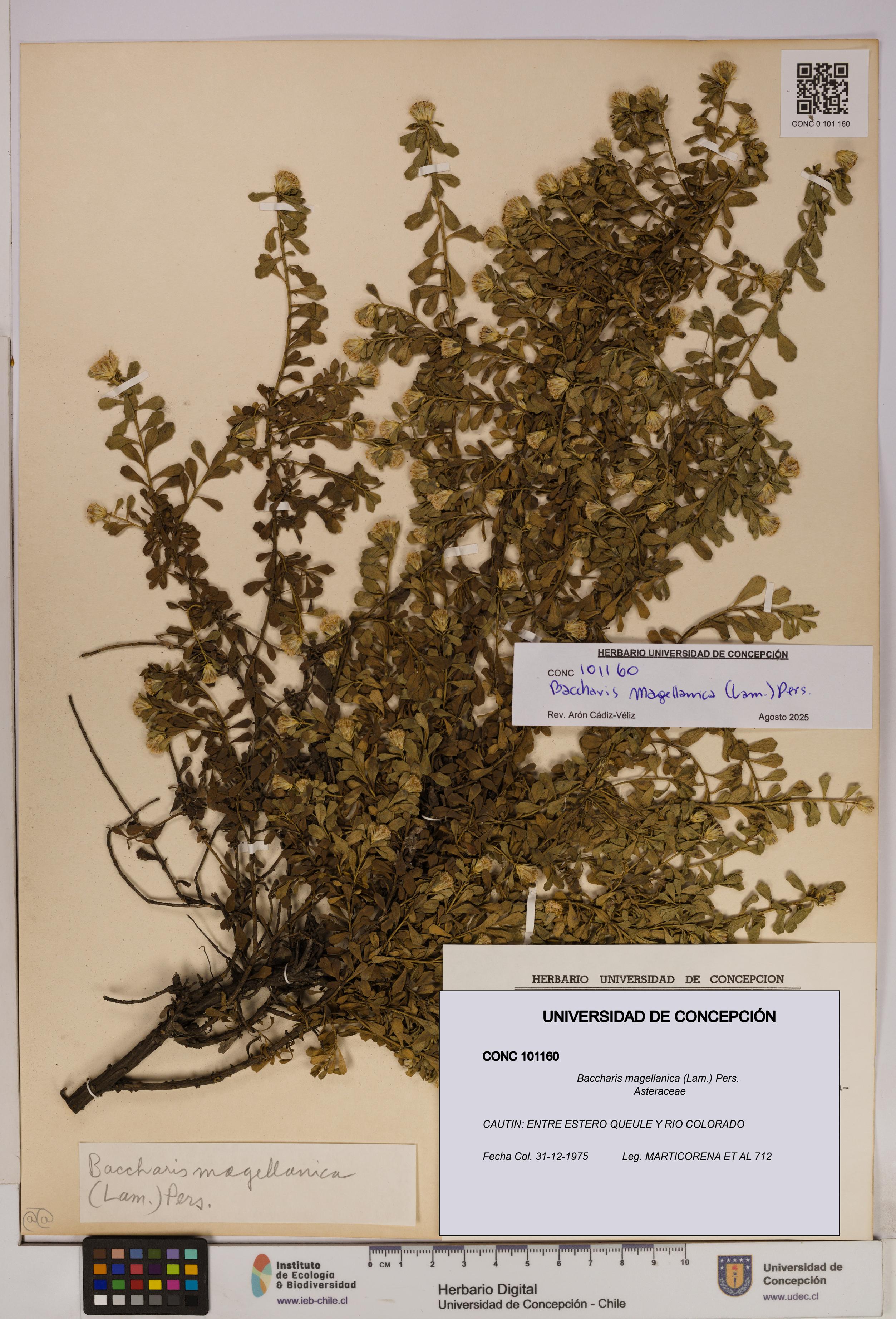 Baccharis magellanica [Espécimen: UDEC:CONC:0101160]