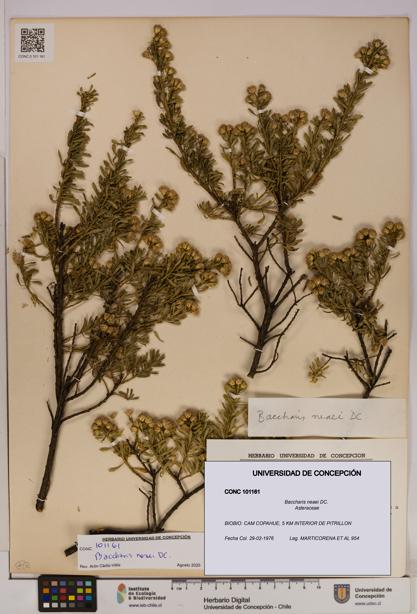Baccharis neaei [Espécimen: UDEC:CONC:0101161]