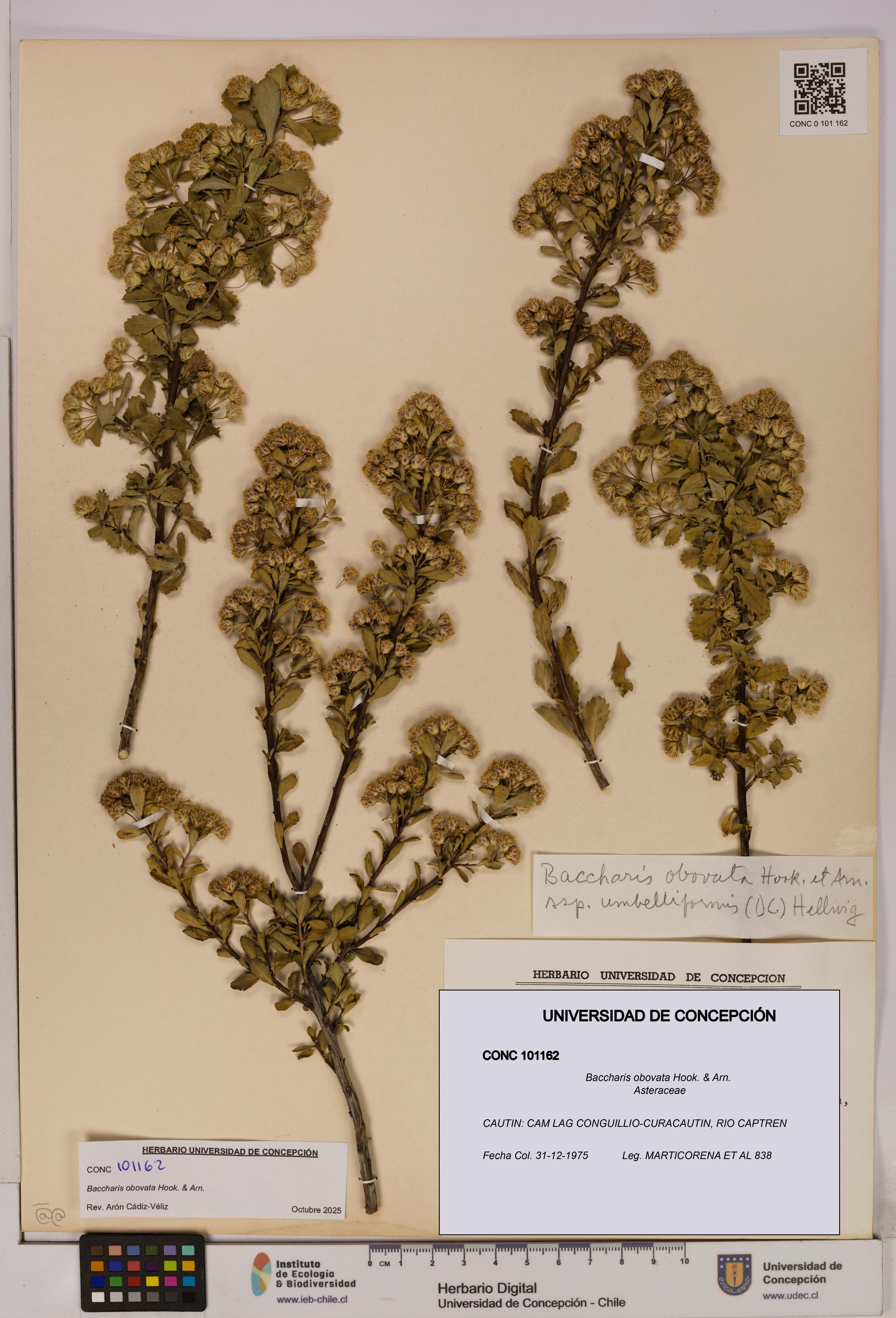 Baccharis obovata [Espécimen: UDEC:CONC:0101162]