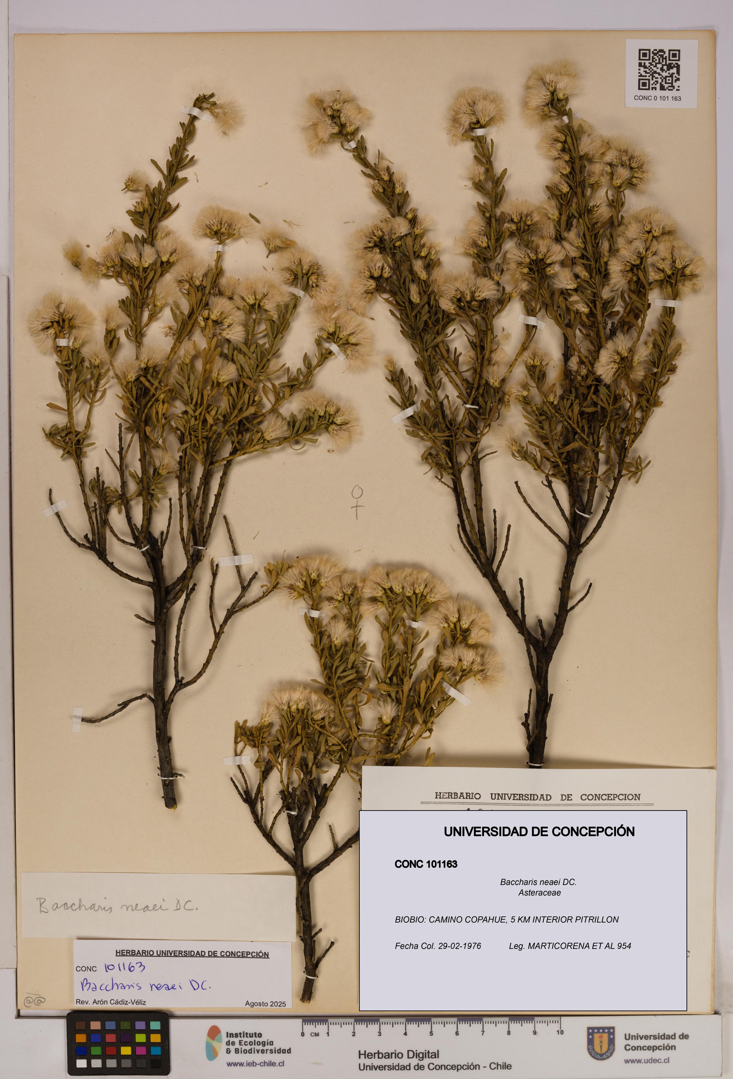 Baccharis neaei [Espécimen: UDEC:CONC:0101163]