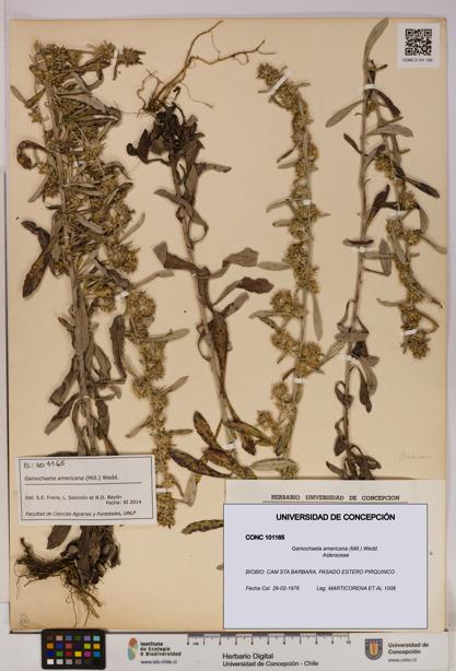 Gamochaeta americana [Espécimen: UDEC:CONC:0101165]